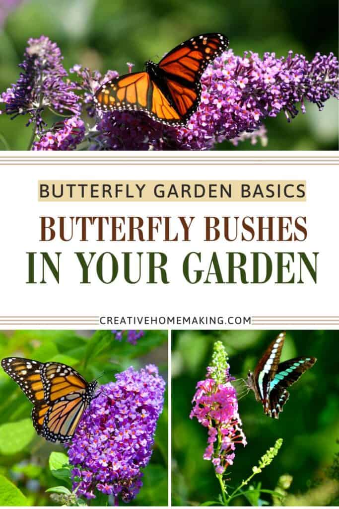 Close-up of pink butterfly bush flowers with a butterfly