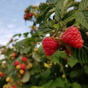 Learn how to transplant raspberries the right way! Follow these simple steps to move your canes successfully and enjoy a healthy, productive berry patch.
