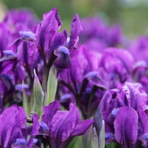 New to gardening? Learn how to divide iris bulbs the simple way. Step-by-step instructions to keep your irises blooming year after year.