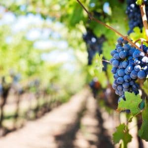 Discover the secrets to successfully growing grapes in pots with our expert tips and advice. From choosing the right container to selecting the perfect grape variety, our comprehensive guide has everything you need to know to create a bountiful harvest of delicious grapes right from your own patio or balcony.