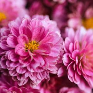 Chrysanthemums covered in light frost in a fall garden