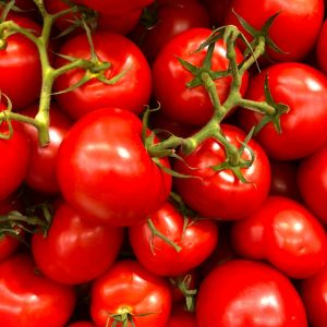 Can Tomatoes Survive Frost? Essential Tips for Gardeners