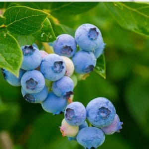 How Many Blueberry Bushes Should I Plant: A Quick Guide