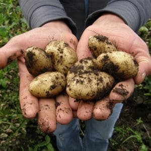 Garden gloves planting seed potatoes in rich soil during autumn