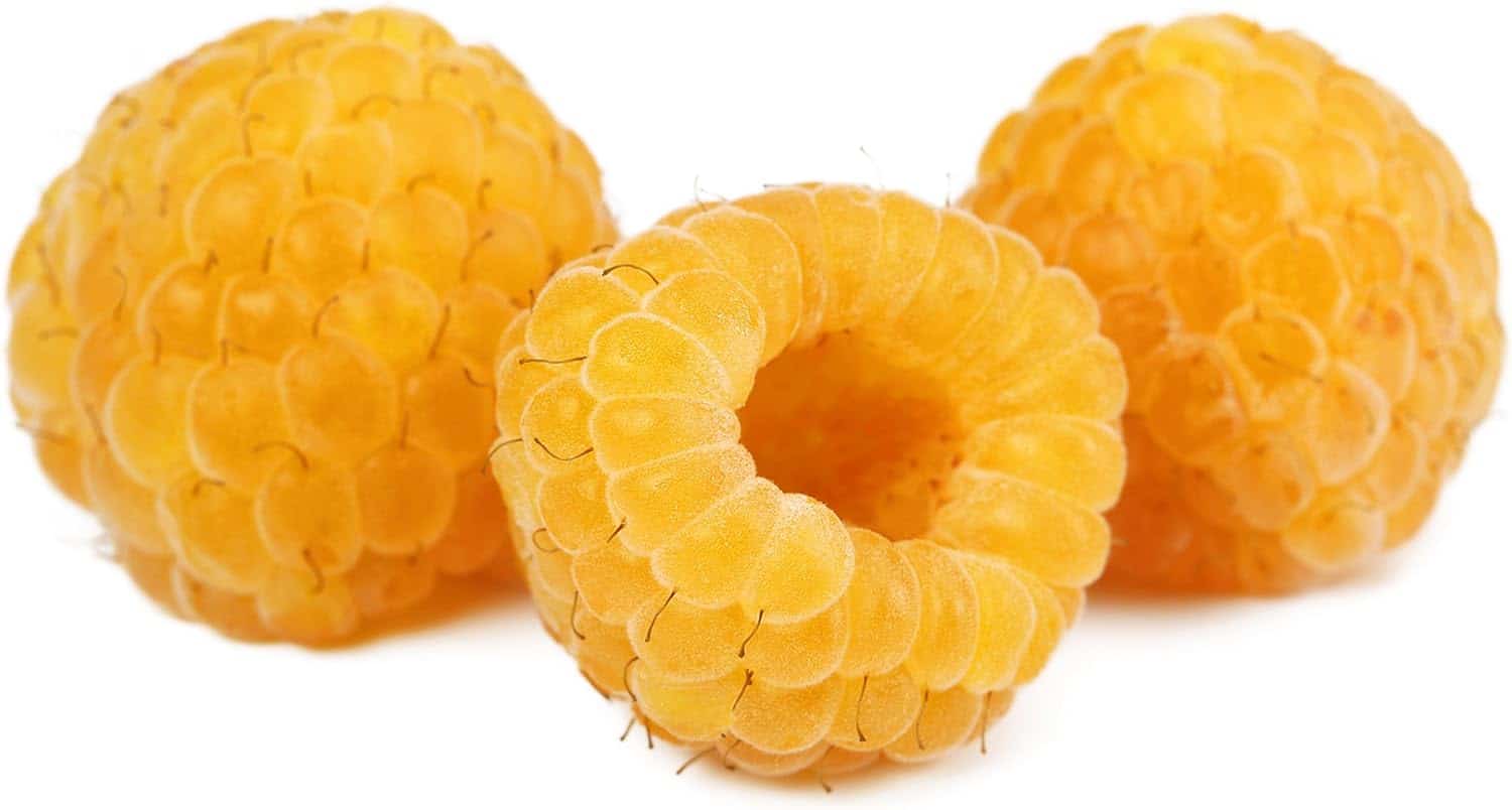 Anne Golden Raspberry Plants-Bare Root Canes–Sweet Tropical Flavor-Certified Disease & Virus Free- (5 Canes)