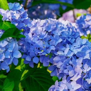 Master hydrangea care with this simple guide to deadheading and pruning. Learn when and how to trim your plants for healthy, long-lasting blooms.