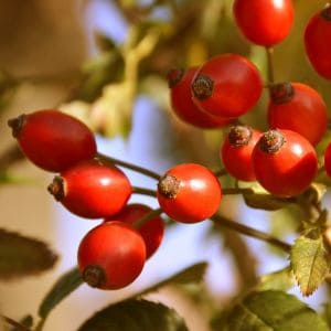 Bright red rose hips on a bush after the first frost