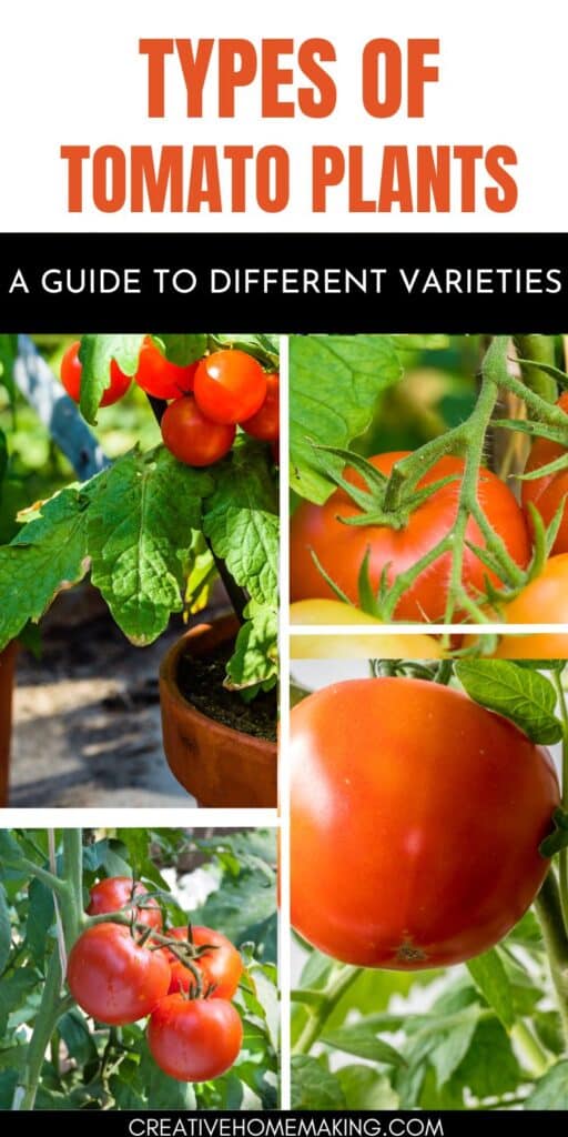 From cherry to beefsteak, there's a tomato plant for every taste. Dive into our collection of tomato plant types and get ready to cultivate a bountiful harvest in your garden this season.
