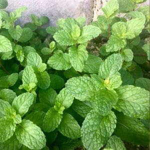 Fresh mint leaves scattered on a marble surface next to tea and citrus