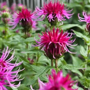 The Best Companion Plants for Bee Balm