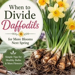 The Best Time to Divide Daffodils (Complete Guide)