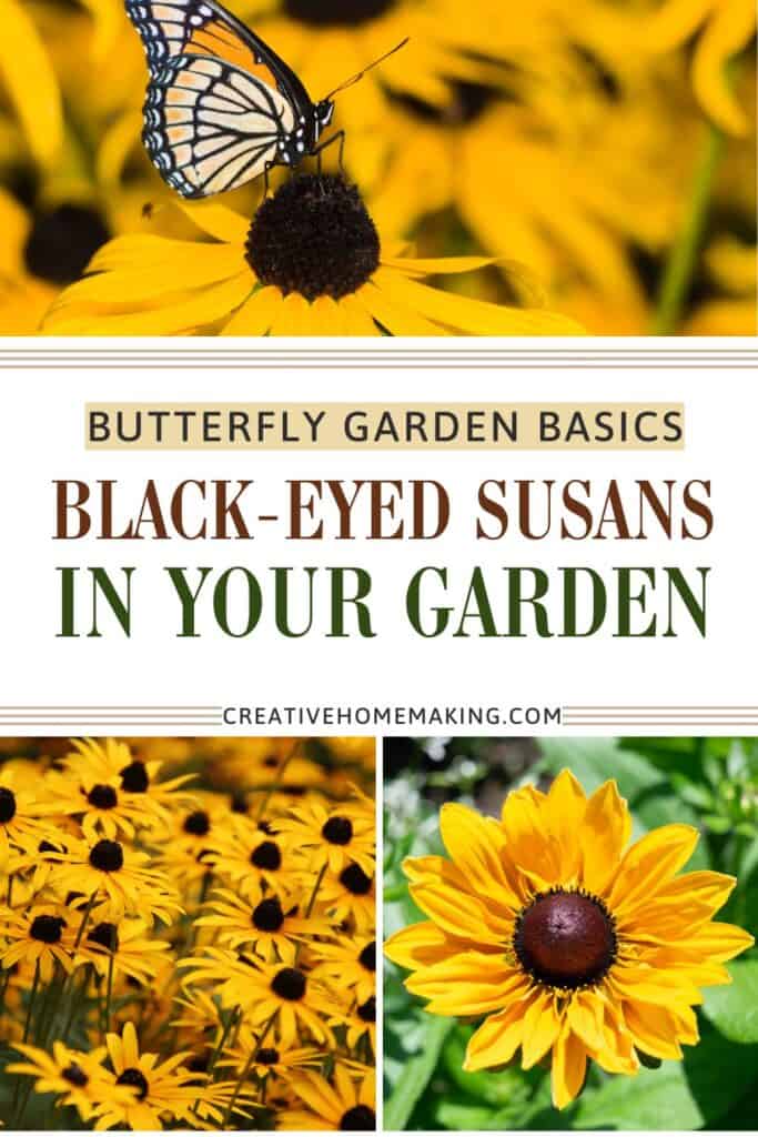 Bright yellow Black-Eyed Susans with butterflies nearby