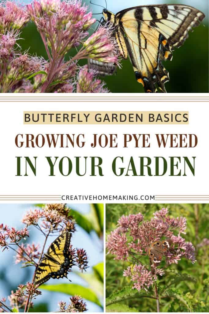 Joe Pye Weed blooming in a butterfly-friendly garden