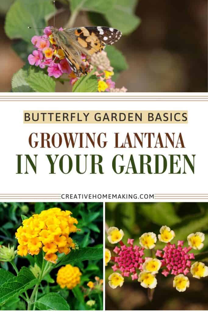 Orange and yellow lantana clusters surrounded by butterflies