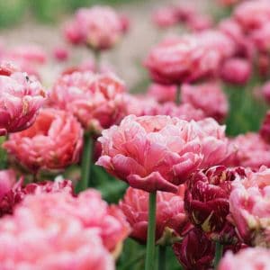 Several peony divisions spaced evenly in a freshly dug garden bed.