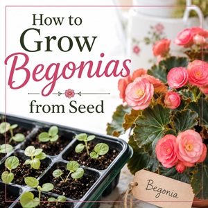 How to Grow Begonias from Seed: A Beginner's Guide